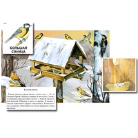 Магнитный плакат-аппликация "Биоразнообразие и экологические группы. Птицы зимой" - «globural.ru» - Архангельск