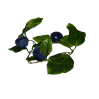 Ветка муляжей "Слива" - «globural.ru» - Архангельск