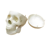 Модель "Череп человека" - «globural.ru» - Архангельск