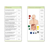 Комплект карточек (10) "Обучающий калейдоскоп. Человек" - «globural.ru» - Архангельск