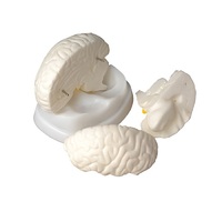 Модель мозга в разрезе - «globural.ru» - Архангельск