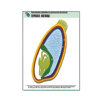 Рельефная таблица "Зерновка пшеницы" (формат А1, матовое ламинир.) - «globural.ru» - Архангельск