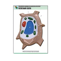 Рельефная таблица "Растительная клетка" (формат А1, матовое ламинир.) - «globural.ru» - Архангельск