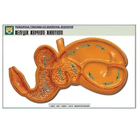 Рельефная таблица "Желудок жвачного животного" (формат А1, матовое ламинир.) - «globural.ru» - Архангельск