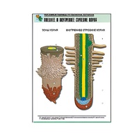 Рельефная таблица "Внешнее и внутреннее строение корня" (формат А1, матовое ламинир.) - «globural.ru» - Архангельск
