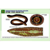 Рельефная таблица "Внутреннее строение дождевого червя" (формат А1, матовое ламинир.) - «globural.ru» - Архангельск