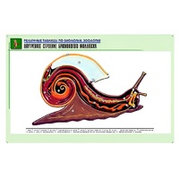 Рельефная таблица "Внутреннее строение брюхоногого моллюска" (формат А1, матовое ламинир.) - «globural.ru» - Архангельск