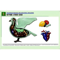 Рельефная таблица "Внутреннее строение голубя" (формат А1, матовое ламинир.) - «globural.ru» - Архангельск