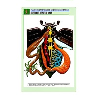 Рельефная таблица "Внутреннее строение жука" (формат А1, матовое ламинир.) - «globural.ru» - Архангельск