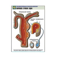 Рельефная таблица "Внутреннее строение гидры" (формат А1, матовое ламинир.) - «globural.ru» - Архангельск