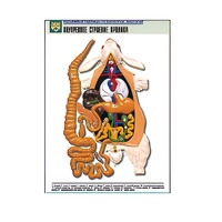 Рельефная таблица "Внутреннее строение кролика" (формат А1, матовое ламинир.) - «globural.ru» - Архангельск