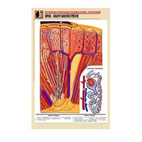 Рельефная таблица "Почка. Макро-микростроение" - «globural.ru» - Архангельск