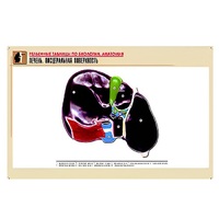 Рельефная таблица "Печень. Висцеральная поверхность" (формат А1, матовое ламинир.) - «globural.ru» - Архангельск