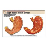 Рельефная таблица "Желудок. Внешняя и внутренняя поверхности" (формат А1, матовое ламинир.) - «globural.ru» - Архангельск