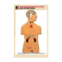 Рельефная таблица "Железы внутренней секреции" (формат А1, матовое ламинир.) - «globural.ru» - Архангельск