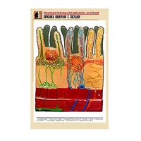 Рельефная таблица "Ворсинка кишечная с сосудом" (формат А1, матовое ламинир.) - «globural.ru» - Архангельск