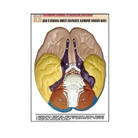 Рельефная таблица "Доли и извилины нижней поверхности полушарий головного мозга" - «globural.ru» - Архангельск