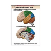 Рельефная таблица "Доли полушарий головного мозга" - «globural.ru» - Архангельск