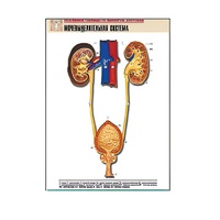 Рельефная таблица "Мочевыделительная система" (формат А1, матовое ламинир.) - «globural.ru» - Архангельск