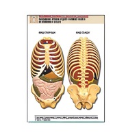 Рельефная таблица "Расположение органов грудной и брюшной полостей по отношению к скелету"(формат А1, лам.) - «globural.ru» - Архангельск