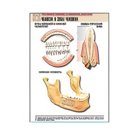 Рельефная таблица "Челюсти и зубы человека" (формат А1, матовое ламинир.) - «globural.ru» - Архангельск