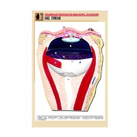 Рельефная таблица "Глаз. Строение" (формат А1, матовое ламинир.) - «globural.ru» - Архангельск