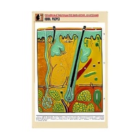 Рельефная таблица "Кожа. Разрез" (формат А1, матовое ламинир.) - «globural.ru» - Архангельск