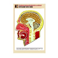 Рельефная таблица "Сагиттальный разрез головы" (формат А1, матовое ламинир.) - «globural.ru» - Архангельск