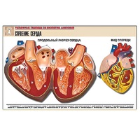 Рельефная таблица "Строение сердца" (формат А1, матовое ламинир.) - «globural.ru» - Архангельск
