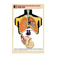 Рельефная таблица "Строение легких" (формат А1, матовое ламинир.) - «globural.ru» - Архангельск