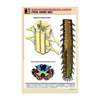 Рельефная таблица "Строение спинного мозга " (формат А1, матовое ламинир.) - «globural.ru» - Архангельск