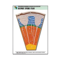 Рельефная таблица "Клеточное строение стебля" (формат А1, матовое ламинир.) - «globural.ru» - Архангельск