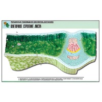 Рельефная таблица "Клеточное строение листа" (формат А1, матовое ламинир.) - «globural.ru» - Архангельск