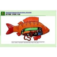 Рельефная таблица "Внутреннее строение рыбы" (формат А1, матовое ламинир.) - «globural.ru» - Архангельск