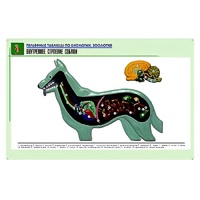 Рельефная таблица "Внутреннее строение собаки" (формат А1, матовое ламинир.) - «globural.ru» - Архангельск