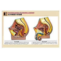 Рельефная таблица "Таз мужской и женский" (формат А1, матовое ламинир.) - «globural.ru» - Архангельск