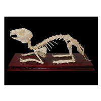 Скелет кролика - «globural.ru» - Архангельск