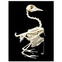 Скелет голубя - «globural.ru» - Архангельск