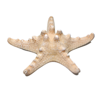 Сухой препарат "Звезда морская" (вариант 2) - «globural.ru» - Архангельск