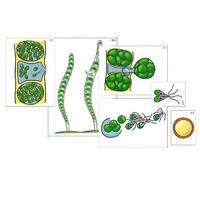 Модель-аппликация "Размножение многоклеточной водоросли" (ламинированная) - «globural.ru» - Архангельск