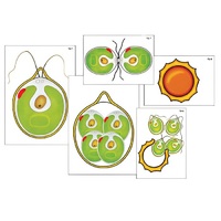 Модель-аппликация "Размножение одноклеточной водоросли" (ламинированная) - «globural.ru» - Архангельск