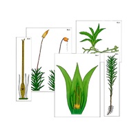 Модель-аппликация "Размножение мха" (ламинированная) - «globural.ru» - Архангельск