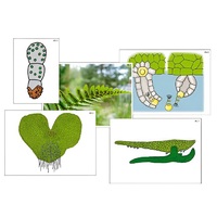 Модель-аппликация "Размножение папоротника" (ламинированная) - «globural.ru» - Архангельск