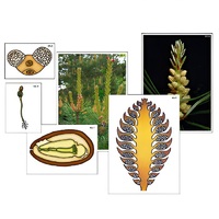 Модель-аппликация "Размножение сосны" (ламинированная) - «globural.ru» - Архангельск