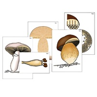 Модель-аппликация "Размножение шляпочного гриба" (ламинированная) - «globural.ru» - Архангельск