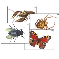 Модель-аппликация "Разнообразие беспозвоночных" (ламинированная) - «globural.ru» - Архангельск