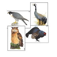 Модель-аппликация "Разнообразие высших хордовых 1. Пресмыкающиеся и птицы" (ламинированная) - «globural.ru» - Архангельск