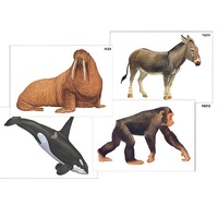 Модель-аппликация "Разнообразие высших хордовых 2. Млекопитающие" (ламинированная) - «globural.ru» - Архангельск