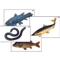 Модель-аппликация "Разнообразие низших и высших хордовых" (ламинированная) - «globural.ru» - Архангельск