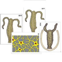 Модель-аппликация "Строение и размножение гидры" (ламинированная) - «globural.ru» - Архангельск